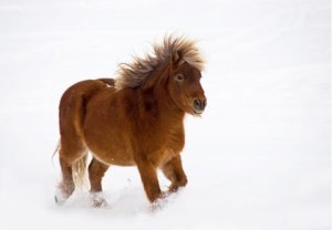 This chunky pony has stored up plenty of fat to use as energy and insulation.  However, he still needs to lose weight! Source: thehorse.com