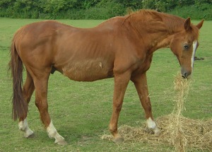 This thin horse is going to have more difficulty maintaining his weight during the winter because he is already starting out thin. Source:  gravenhorse.co.uk