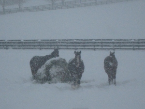 Horses who are outside battling the winter elements should have access to hay 24/7 to keep their internal heaters going.
